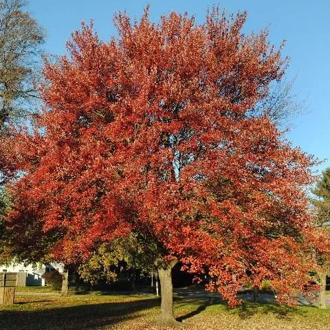 thumbnail for publication: Acer rubrum: Red Maple